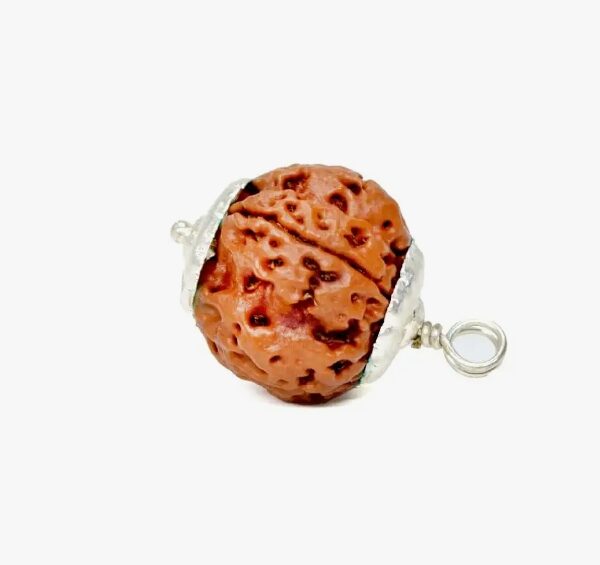 5 Mukhi Rudraksha